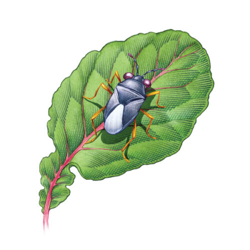Assassin Bugs and Other Predatory Bugs Feast on Garden Pests
